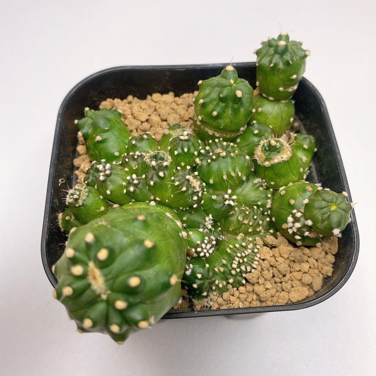 Amazon.co.jp: 多肉植物 サボテン ロビビア モントローズ Lobivia